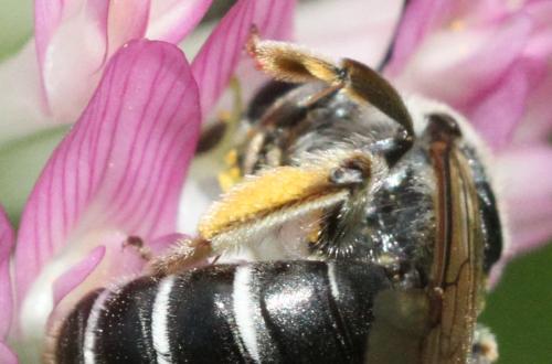 Andrena ovata